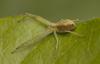 Philodromus sp.